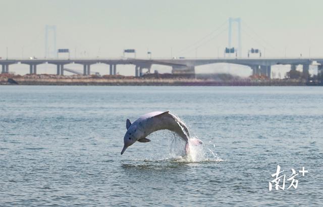 “喜洋洋”“樂融融”成全運會頂流，廣東在這樣守護動物們的宜居家園 - 