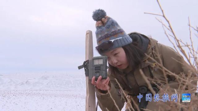 張掖荒漠生態系統監測獲突破 珍稀野生動物頻繁活動 - 