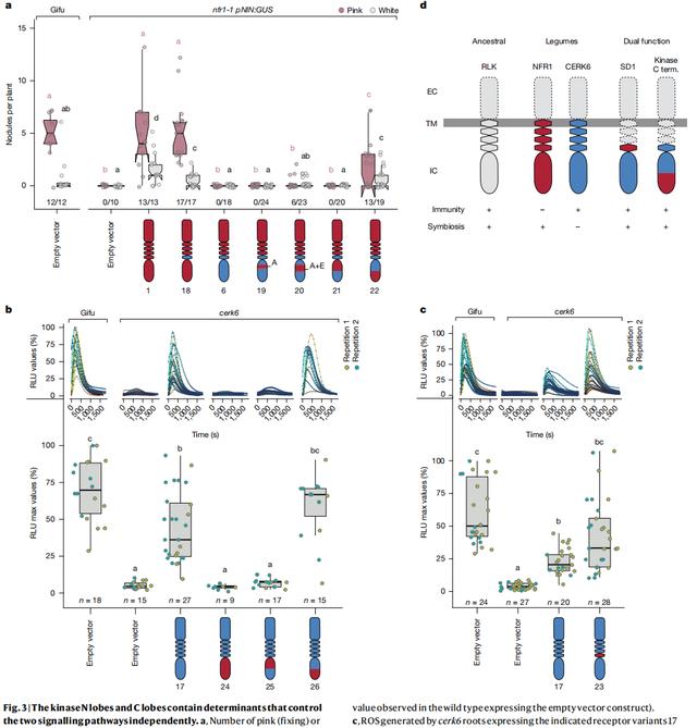 Nature重磅 | 改變兩個氨基酸開啟非豆科作物固氮能力 - 