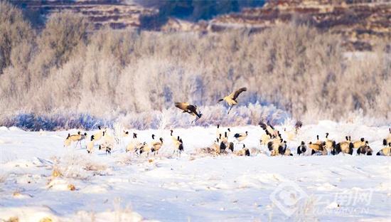 雲南會澤：銀線為弦 奏響人鶴共生新樂章
