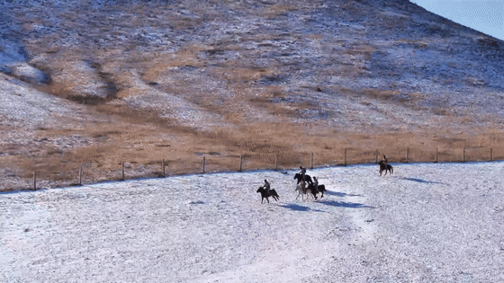 嘿，你知道軍馬怎麼敬軍禮嗎？ - 
