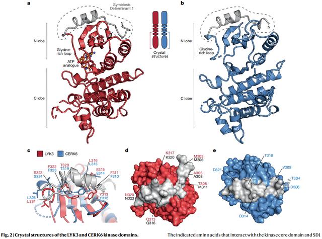 Nature重磅 | 改變兩個氨基酸開啟非豆科作物固氮能力 - 