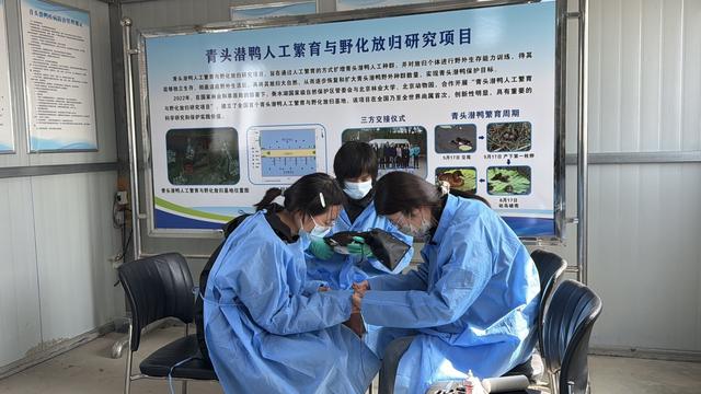 世界首次12隻自然繁育野化青頭潛鴨放飛