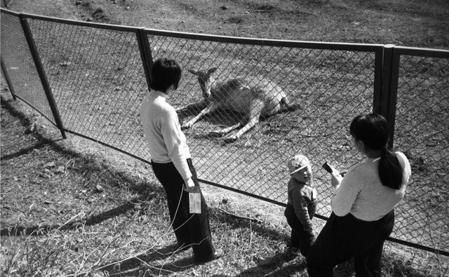 溫故丨呦呦鹿鳴響徹南海子，背後是一段從絕跡到重生的傳奇 - 