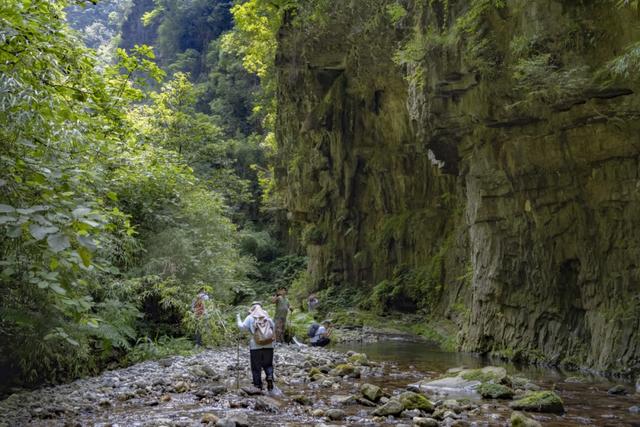 三年等一果，他把“茅台衛矛”寫進植物族譜 - 