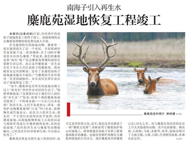 溫故丨呦呦鹿鳴響徹南海子，背後是一段從絕跡到重生的傳奇 - 