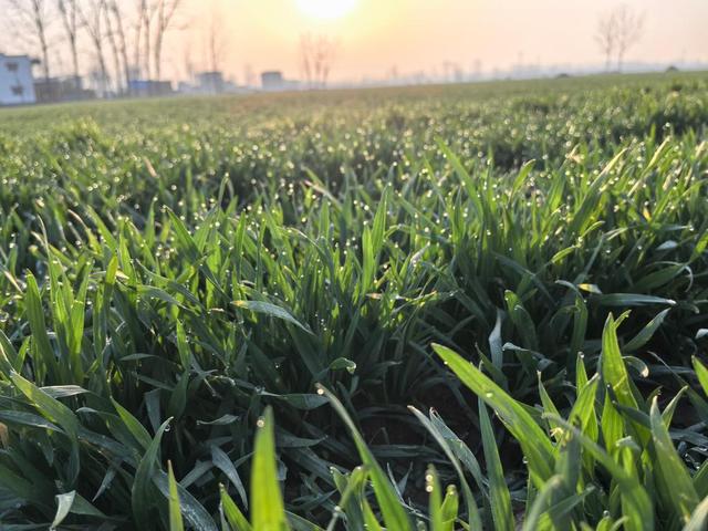 新春走基層·駐外記者回鄉手記丨從中東到豫東 和平安寧何其珍貴