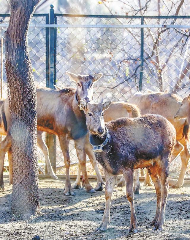 溫故丨呦呦鹿鳴響徹南海子，背後是一段從絕跡到重生的傳奇 - 