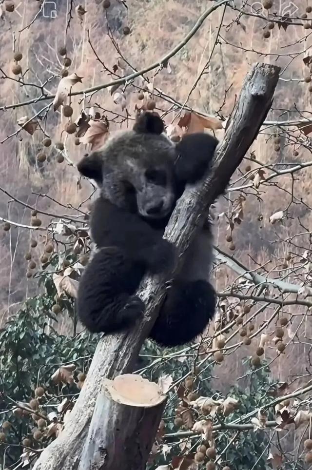 官方回應“全網最黑”大熊貓