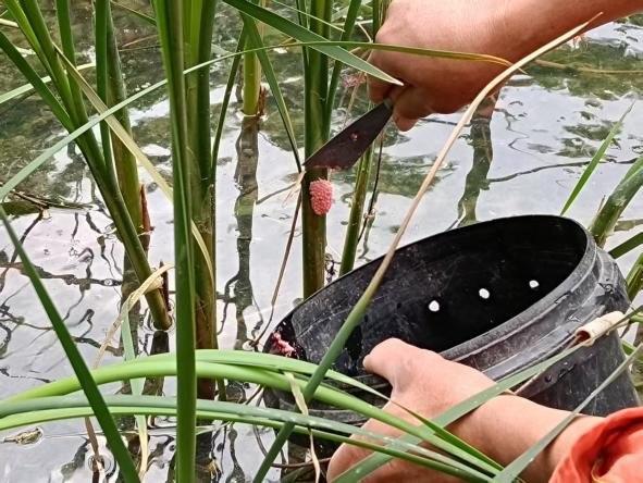 河邊散步遇到“粉色小葡萄”？別碰！立即上報！ - 