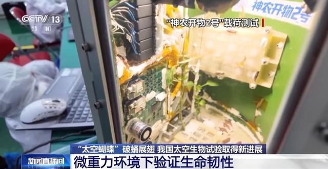 “太空蝴蝶”破蛹展翅 我國太空生物試驗取得新進展 - 