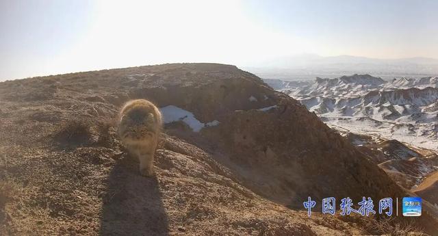 張掖荒漠生態系統監測獲突破 珍稀野生動物頻繁活動 - 
