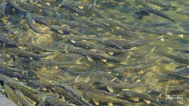 青海“十四五”期間投入157億築牢“中華水塔”安全屏障 - 