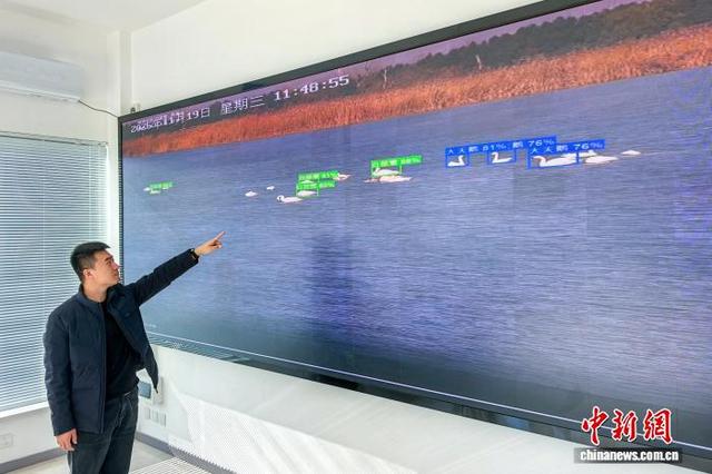 天津已進入秋冬季候鳥遷徙高峰期