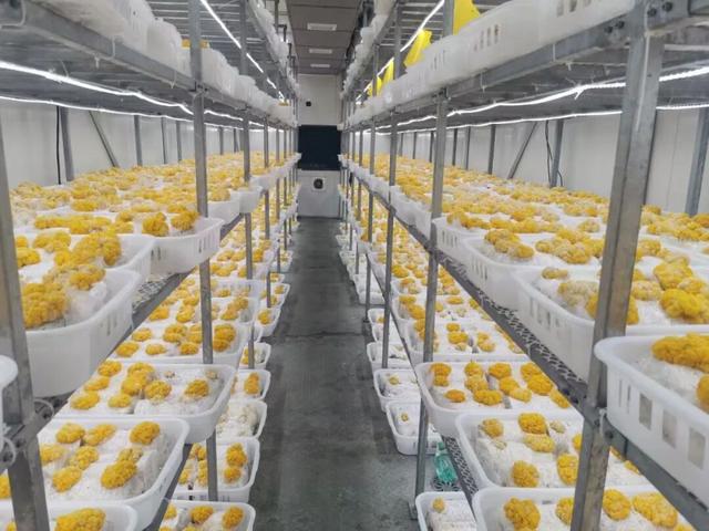 海派鄉村新圖景丨魔都農業科創力：光譜為眼、算法為腦，滴翠智能以AI賦能智慧農業 - 