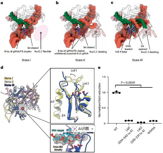 Nat.Struct.Mol.Biol.|Cas12f直系同源物的比較表徵揭示了提升基因組編輯效率的核心機制特徵 - 