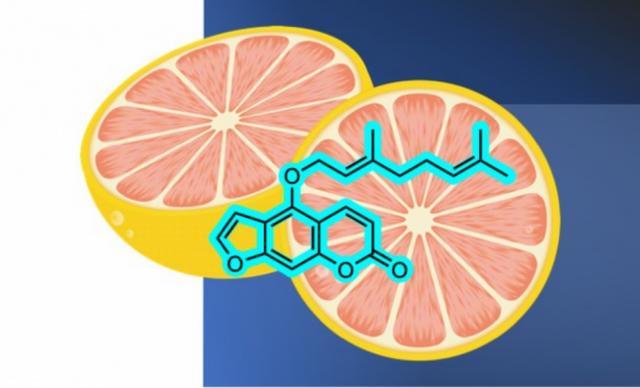 【早讀】西柚與85種藥物“相衝”！趕緊告訴這些朋友 - 