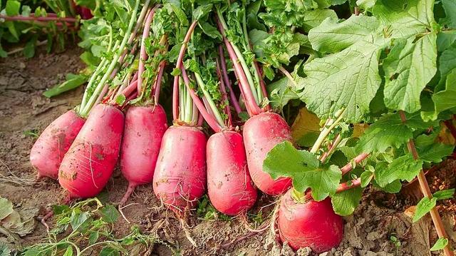 它被稱作“小人蔘”！可惜很多人都沒吃對→ - 