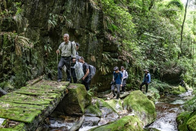 三年等一果，他把“茅台衛矛”寫進植物族譜 - 