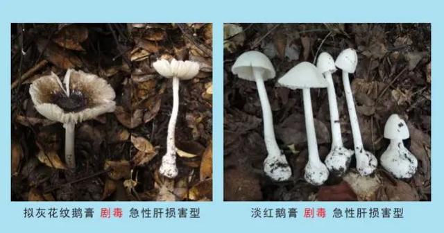 畢節人，不能撿！不能吃！ - 