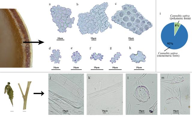 山大證實，淡出餐桌的麻，4000年前曾是北方主糧 - 