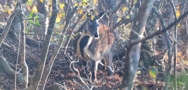 國家一級重點保護野生動物現身天柱山