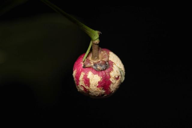 三年等一果，他把“茅台衛矛”寫進植物族譜 - 