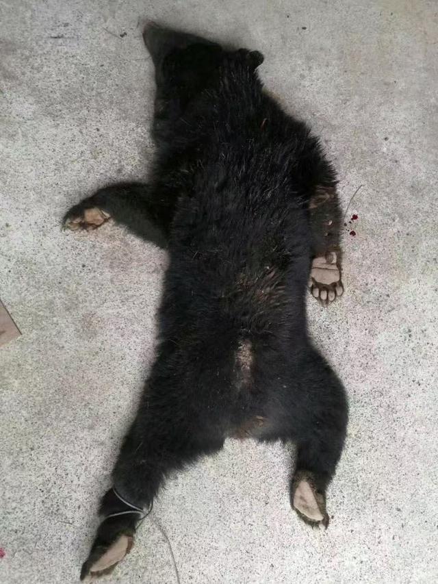 日本“熊出沒”已致13人身亡，創歷史新高 - 