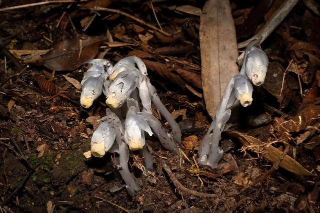 發現罕見「幽靈之花」 貴州植物家族再添新成員 - 天天要聞