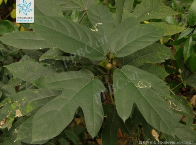 3g就能致死！復刻“莫氏雞煲”別弄錯這個原料→ - 