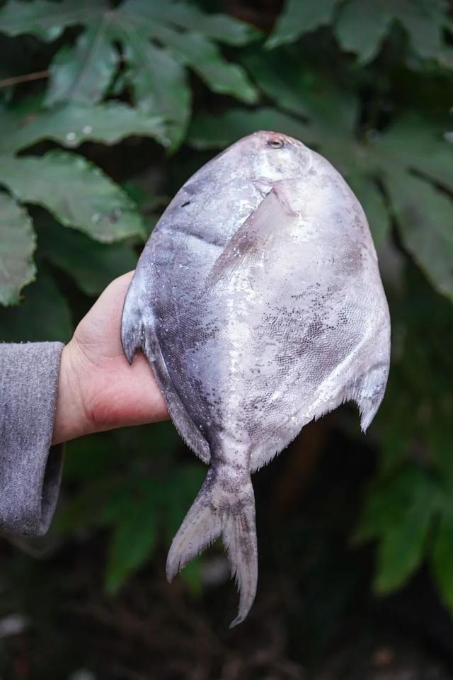 春天的東海，鮮到你吃過就定型了。。。。 - 