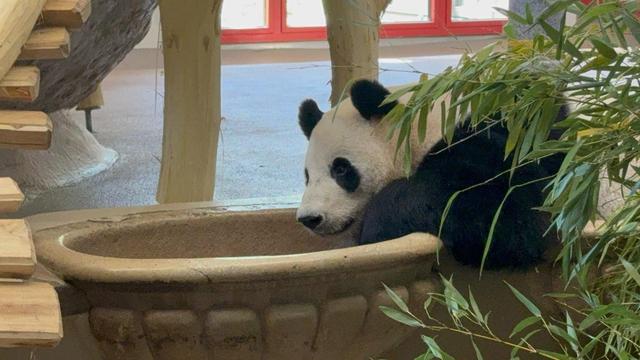 大熊貓「荷風」「蘭韻」正式亮相奧地利美泉宮動物園 - 天天要聞