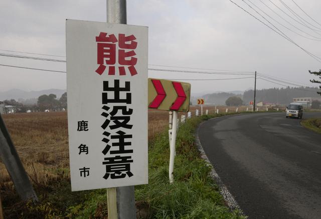 日本“熊出沒”已致13人身亡，創歷史新高