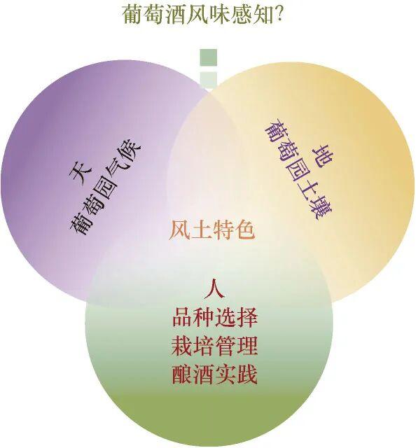 全球葡萄酒市場的新興力量：自然葡萄酒