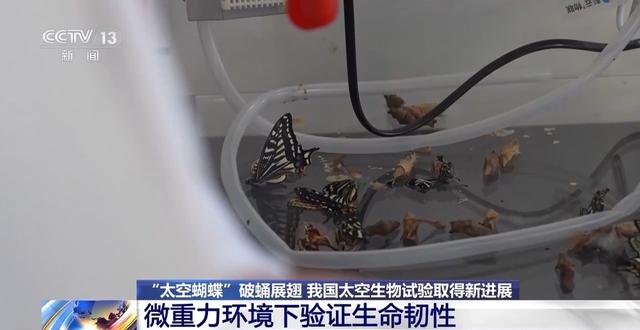 “太空蝴蝶”破蛹展翅 我國太空生物試驗取得新進展 - 