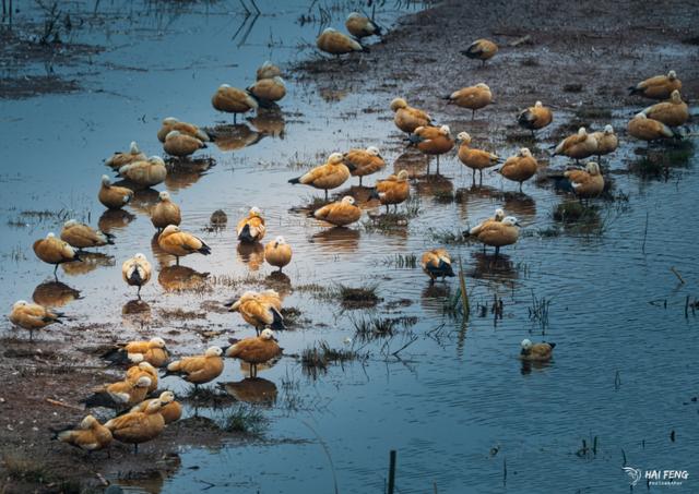 會澤念湖濕地迎來黑頸鶴遷徙高峰期 - 