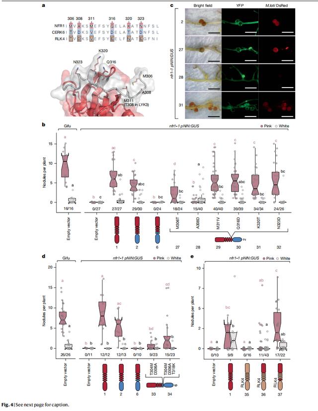Nature重磅 | 改變兩個氨基酸開啟非豆科作物固氮能力 - 