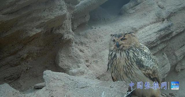 張掖荒漠生態系統監測獲突破 珍稀野生動物頻繁活動 - 