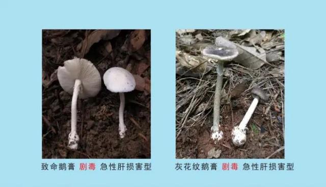 畢節人，不能撿！不能吃！ - 