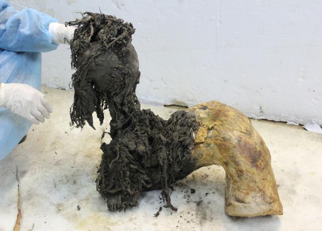 科學家從4萬年前猛獁象腿骨中提取出迄今最古老RNA