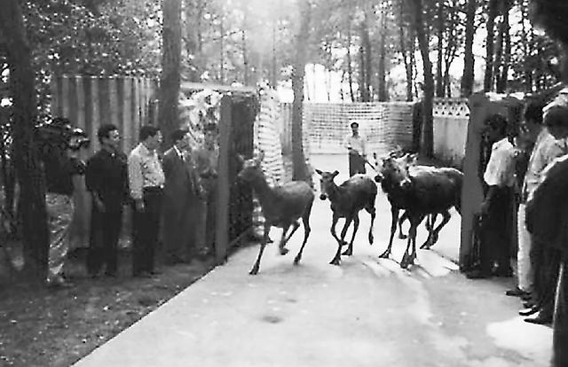 溫故丨呦呦鹿鳴響徹南海子，背後是一段從絕跡到重生的傳奇 - 