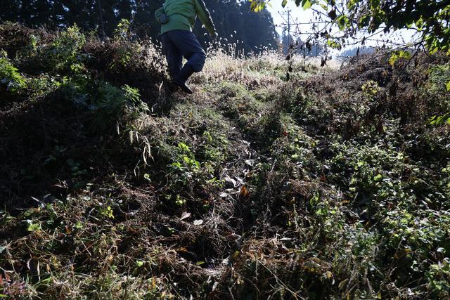 日本“熊出沒”已致13人身亡，創歷史新高 - 