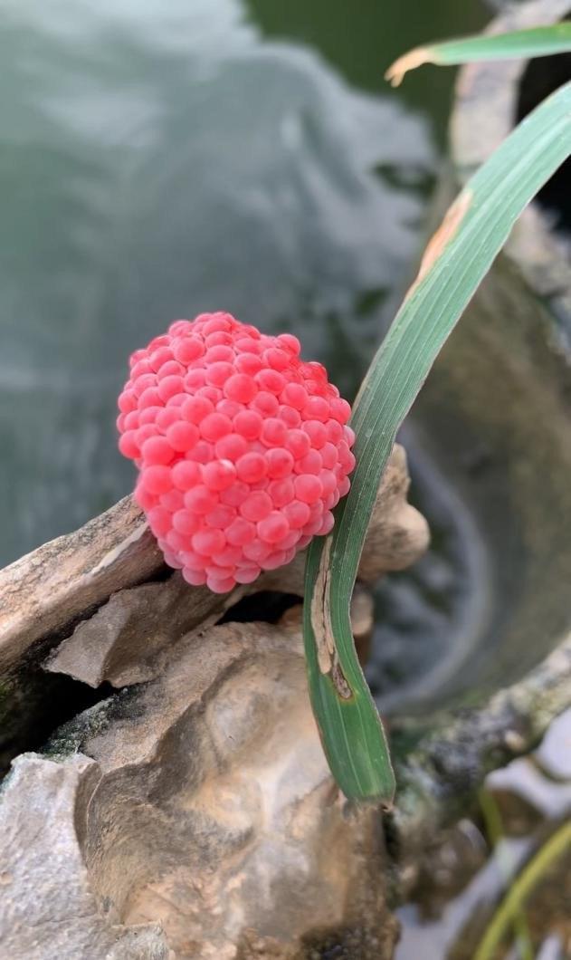 河邊散步遇到“粉色小葡萄”？別碰！立即上報！