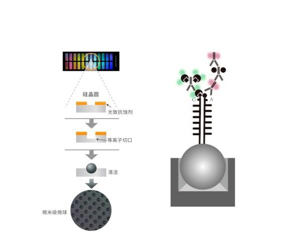 首款国产分子育种固相基因芯片发布，驱动种业创新与粮食安全