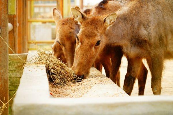 降温前 武汉动物园为草食动物换 食谱 酷生活网