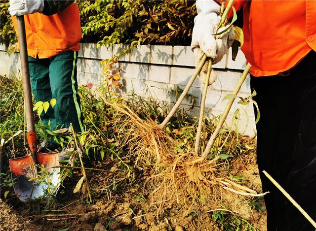 追踪｜郑州立即行动，铲除“加拿大一枝黄花”并无害化处理4