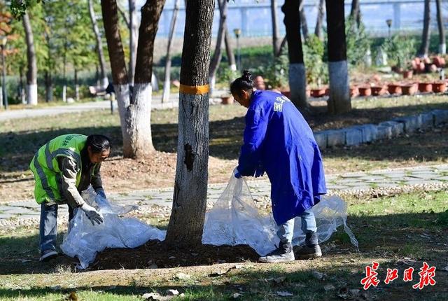 树木涂上白色“粉底”好过冬，杀菌防虫还保暖2