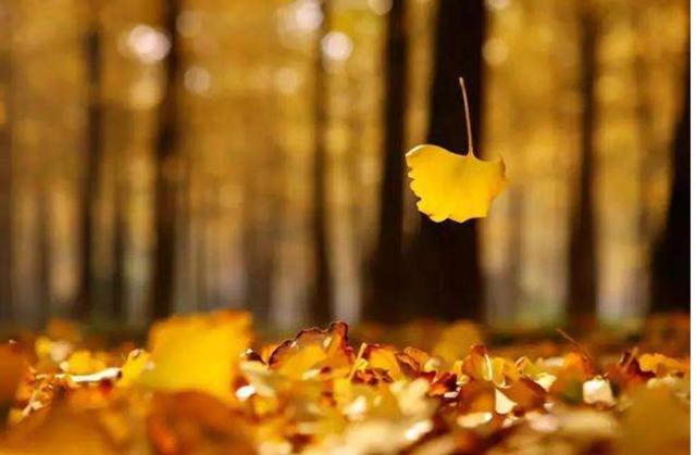 「曝光」树叶上跳舞的视频