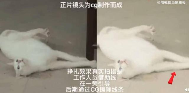 央视回应犬王（央视回应犬王冷血）