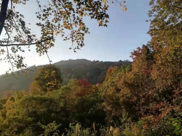 賞紅，蜚山霜月這邊楓景獨好